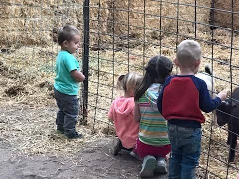 Young children visiting animals at the petting zoo