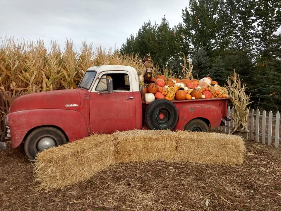 Vintage red truck filled with pumpkins beside the corn field